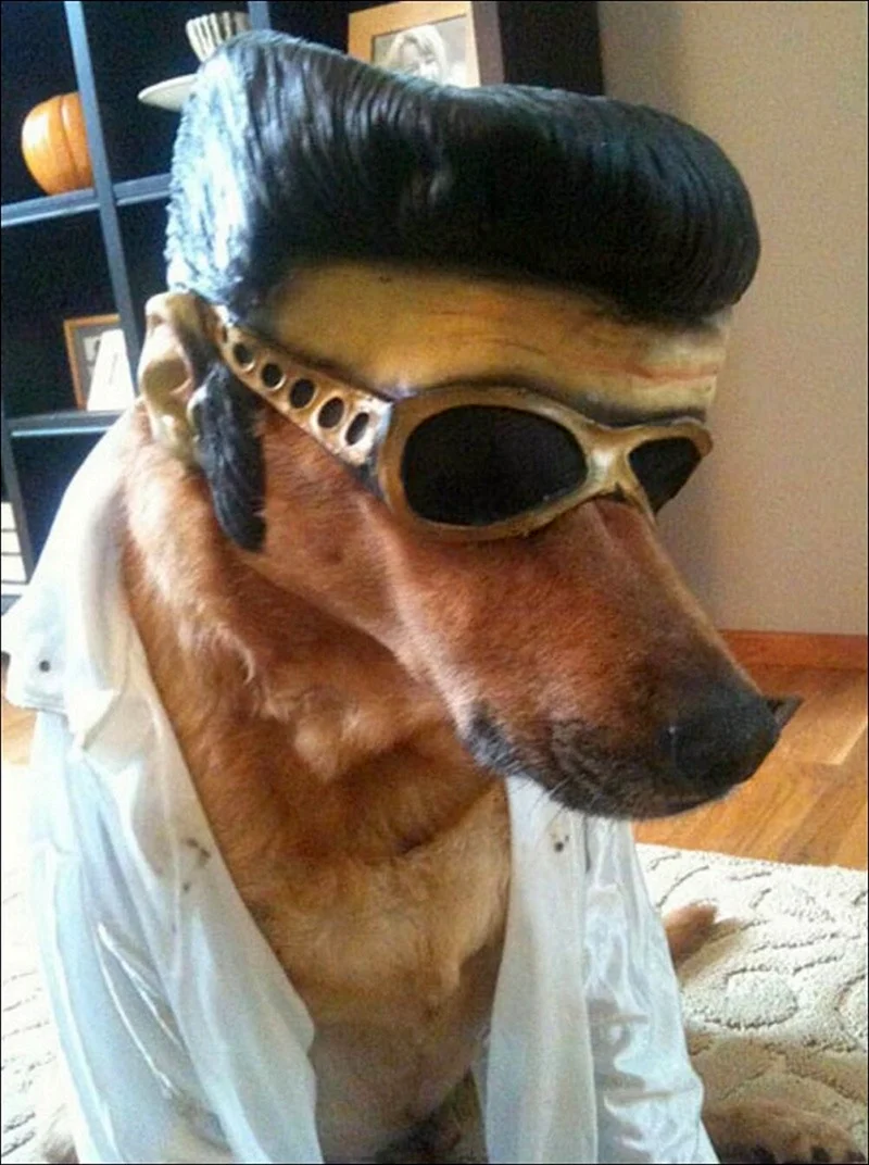 Собака Элвис Пресли