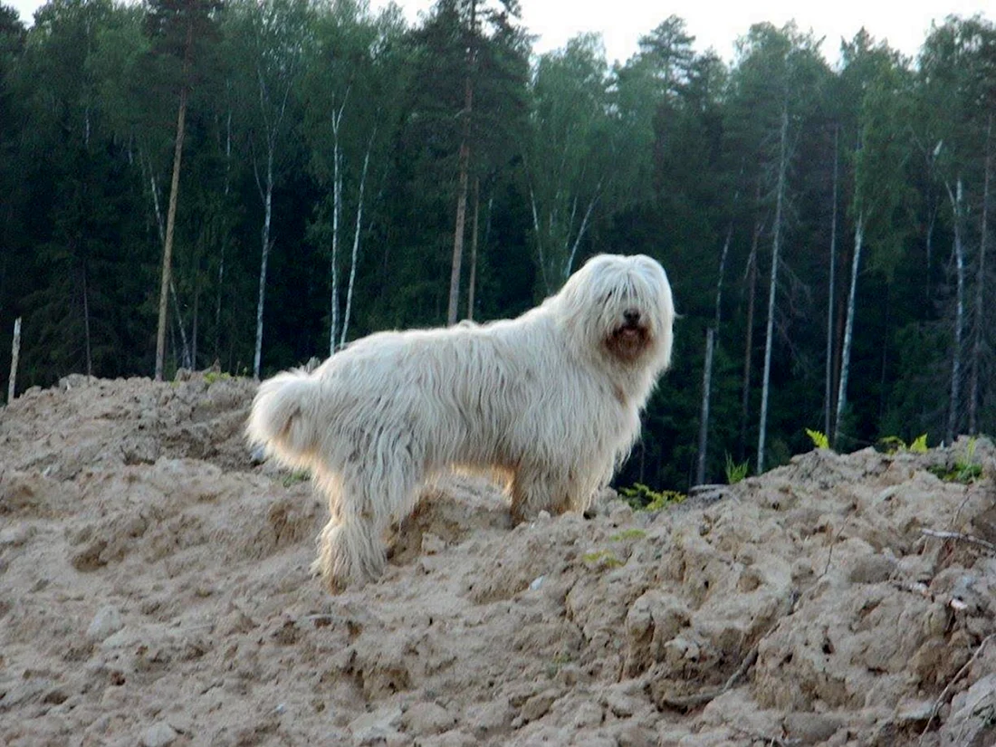 Собака Южнорусская овчарка