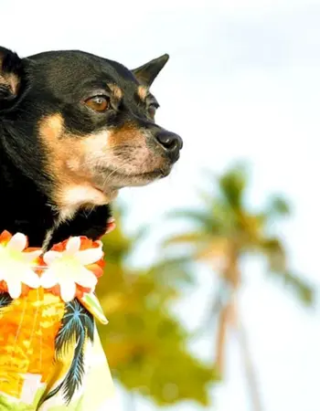 Собака на Гавайях