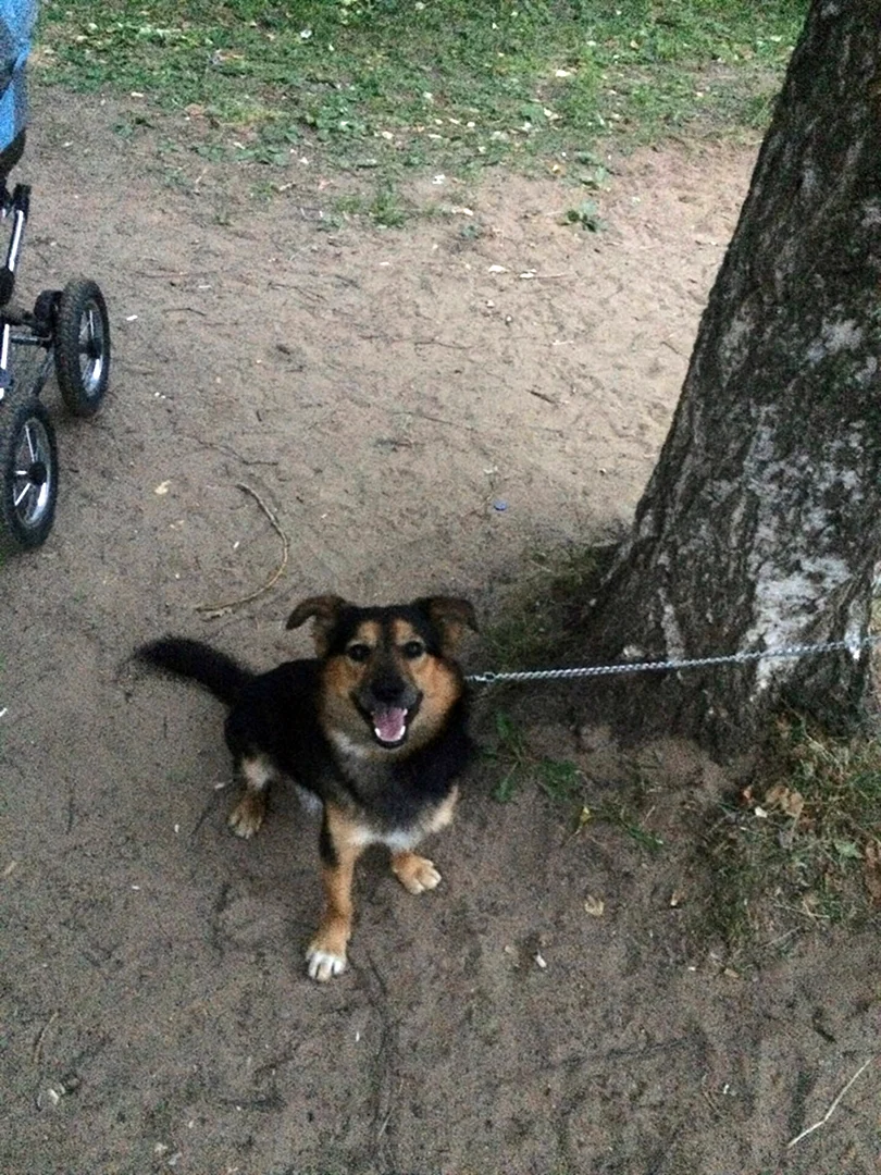 Собака просится гулять