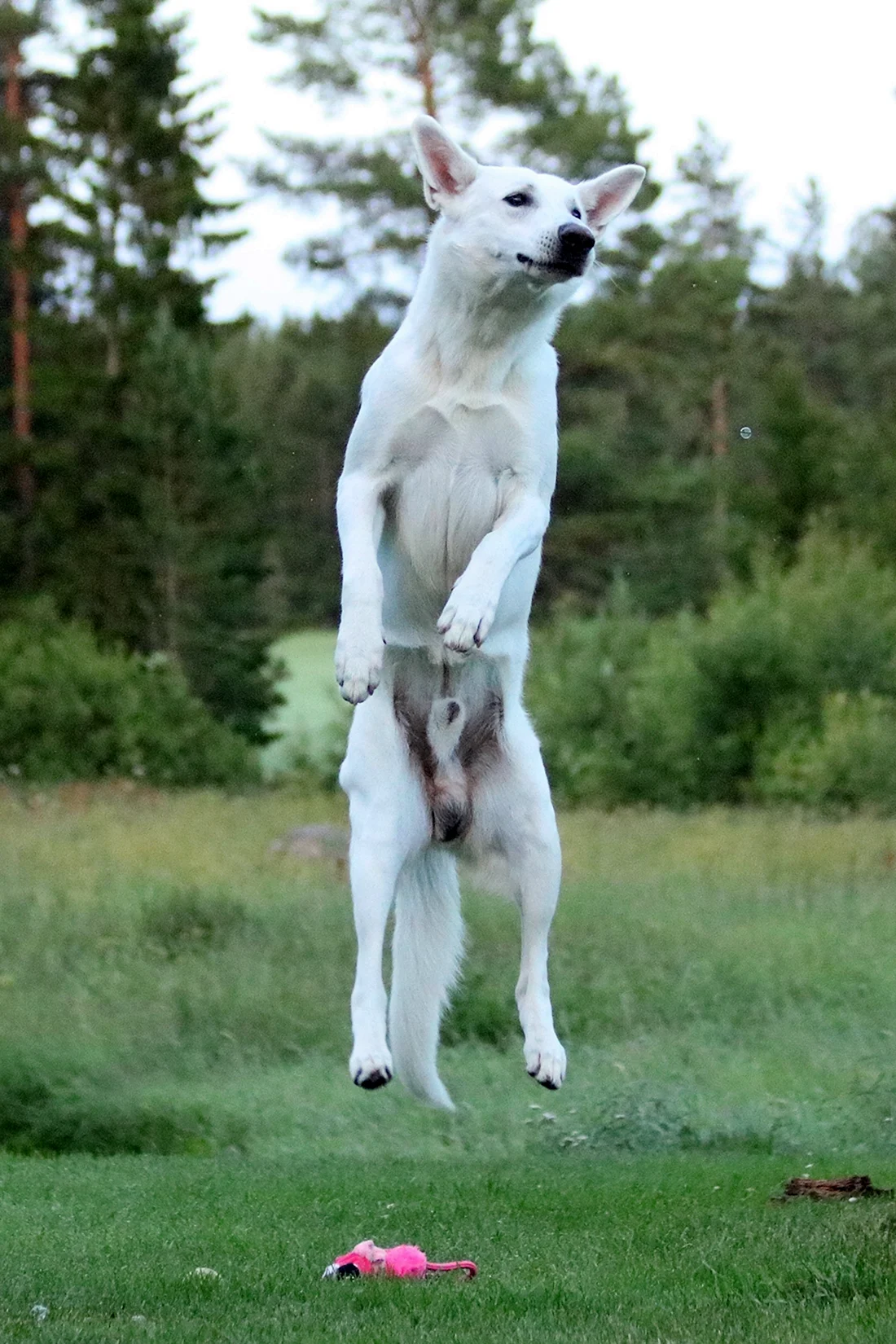 Собака прыгает
