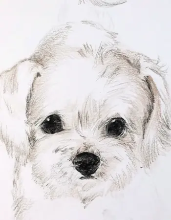 Собака рисунок