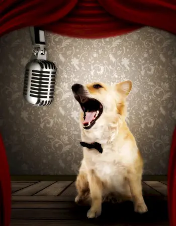 Собака с микрофоном