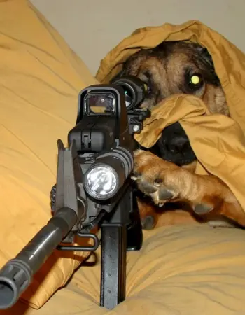 Собака с пистолетом