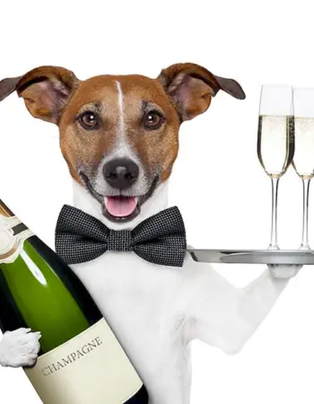 Собака с шампанским