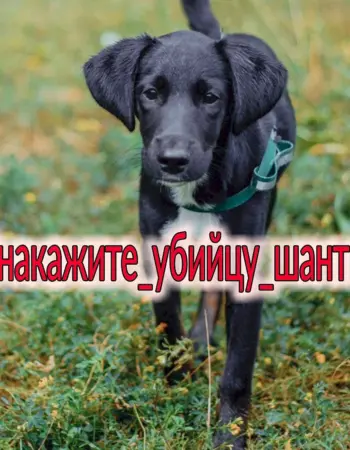 Собака шанти Новосибирск