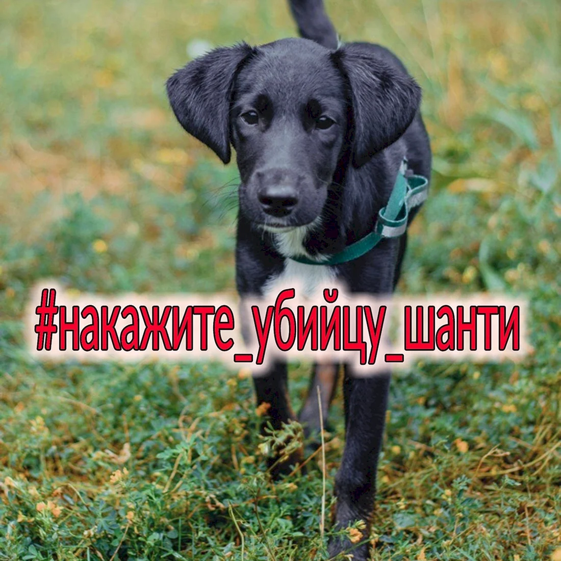 Собака шанти Новосибирск