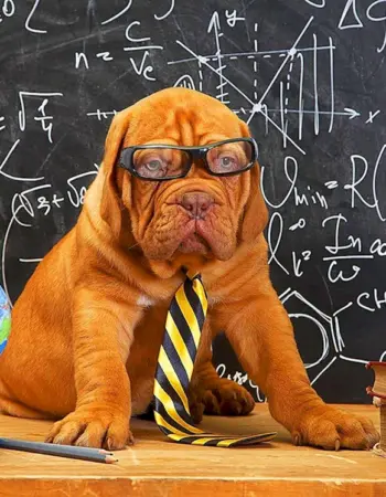 Собака ученый