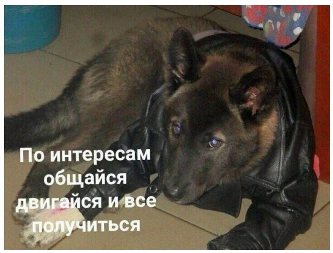 Собака в Кожанке