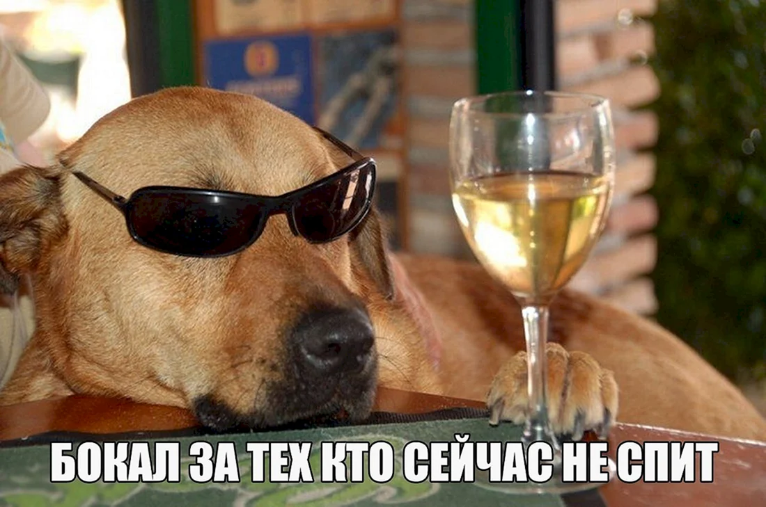 Собака в рюмке
