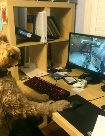 Собака за компьютером