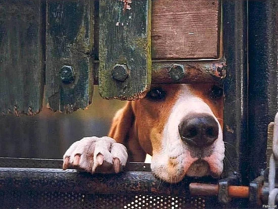 Собака ждет
