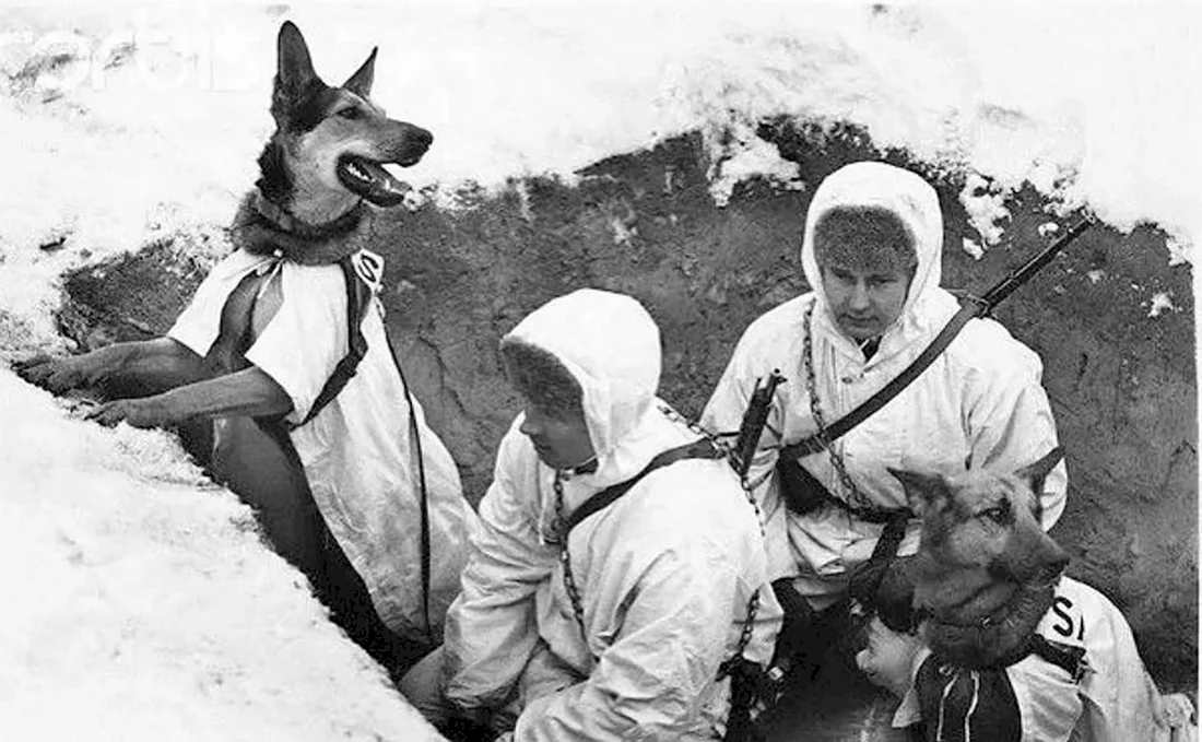 Собаки герои ВОВ