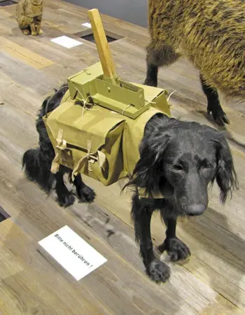 Собаки подрывники танков