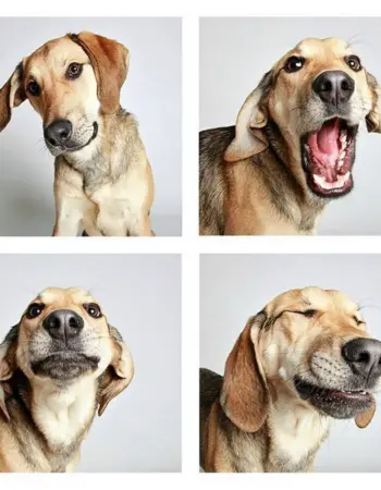 Собаки с разными эмоциями