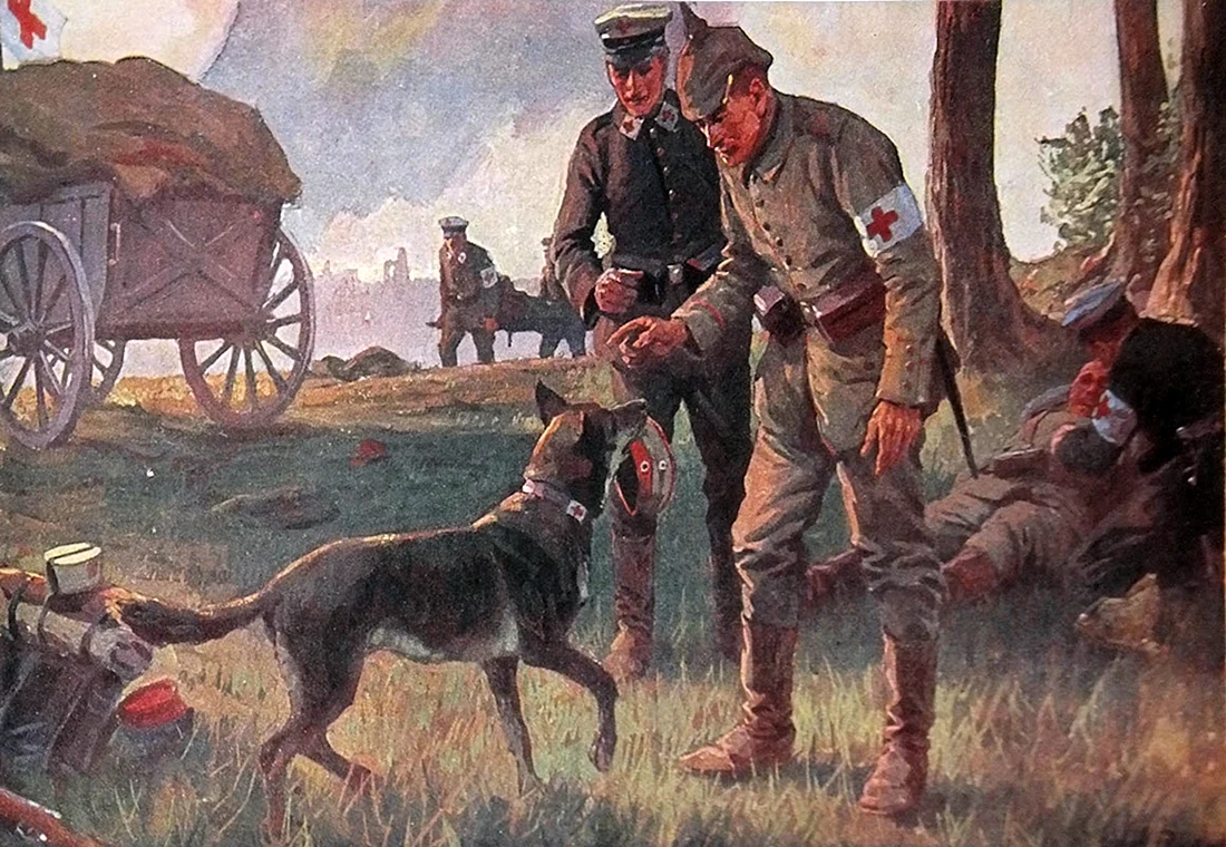 Собаки санитары на войне 1941-1945