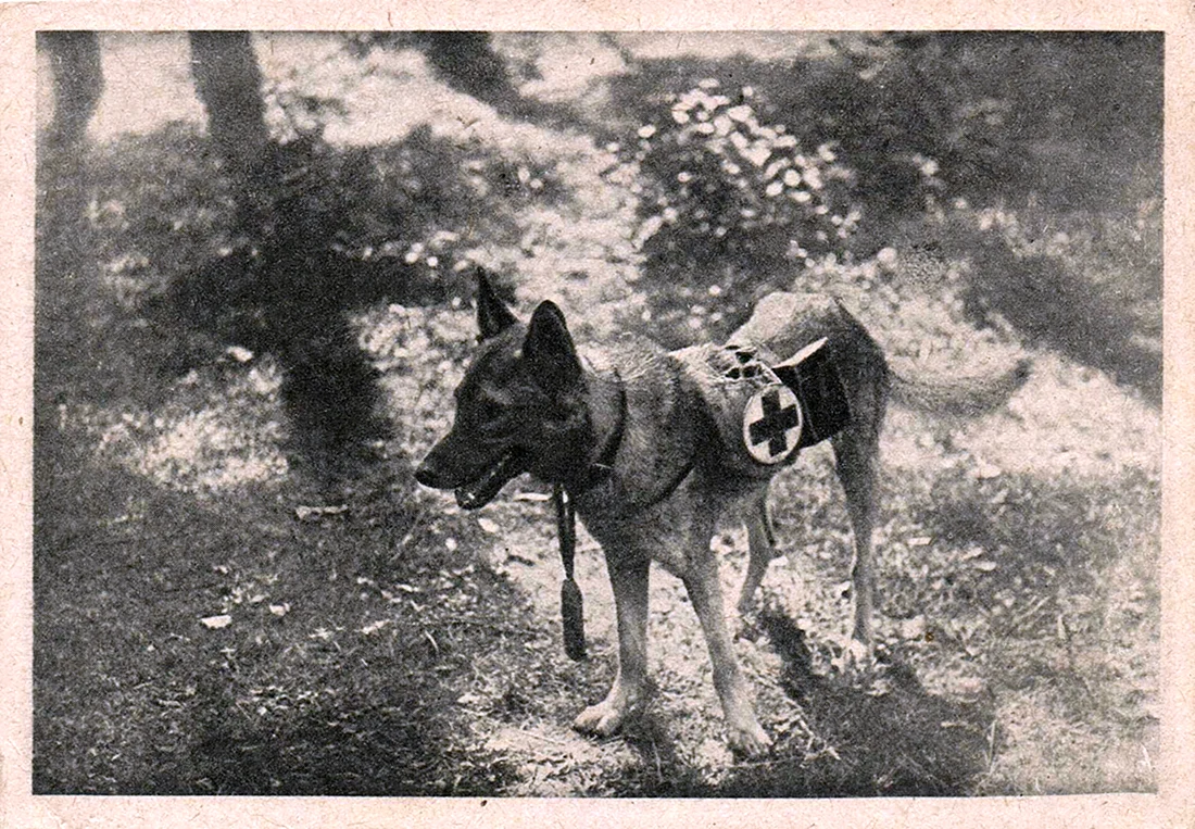 Собаки санитары на войне 1941-1945
