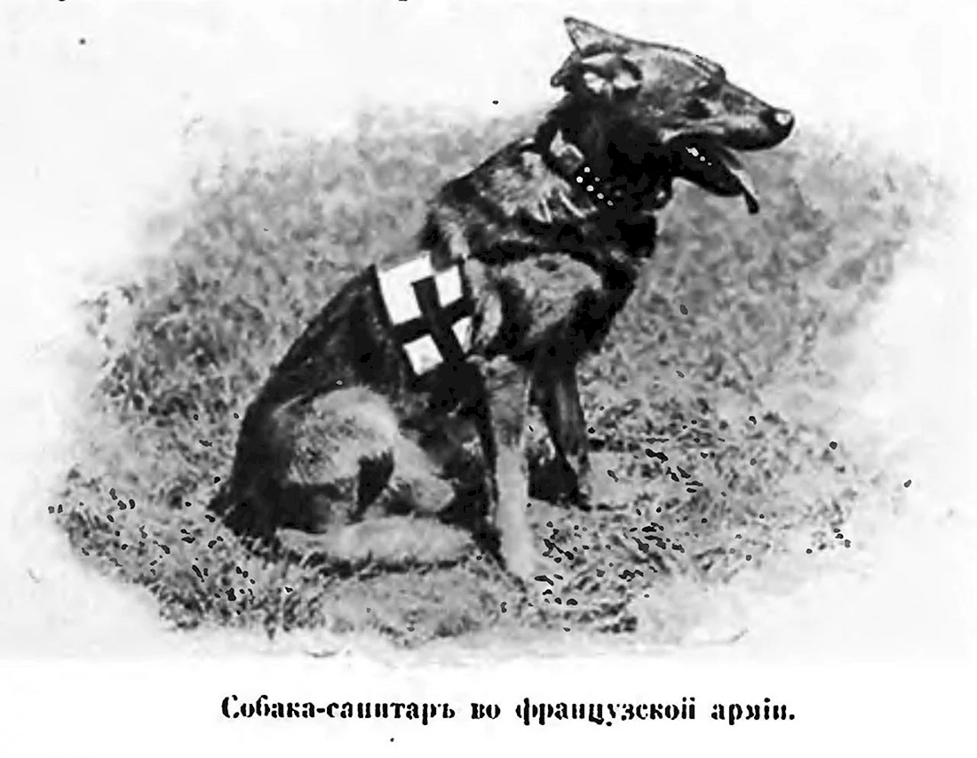 Собаки санитары в Великой Отечественной войне 1941-1945