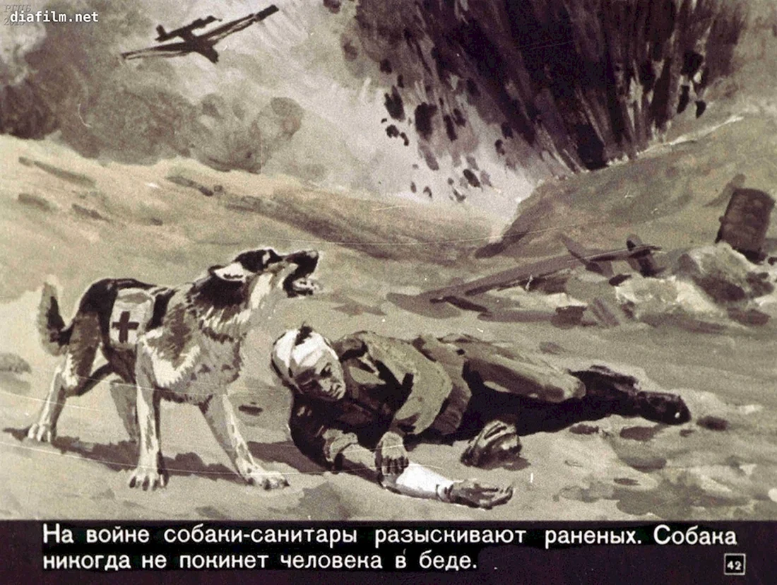 Собаки-санитары в Великой Отечественной войне