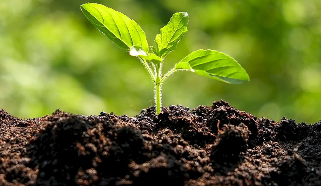 Soil Fertilizer