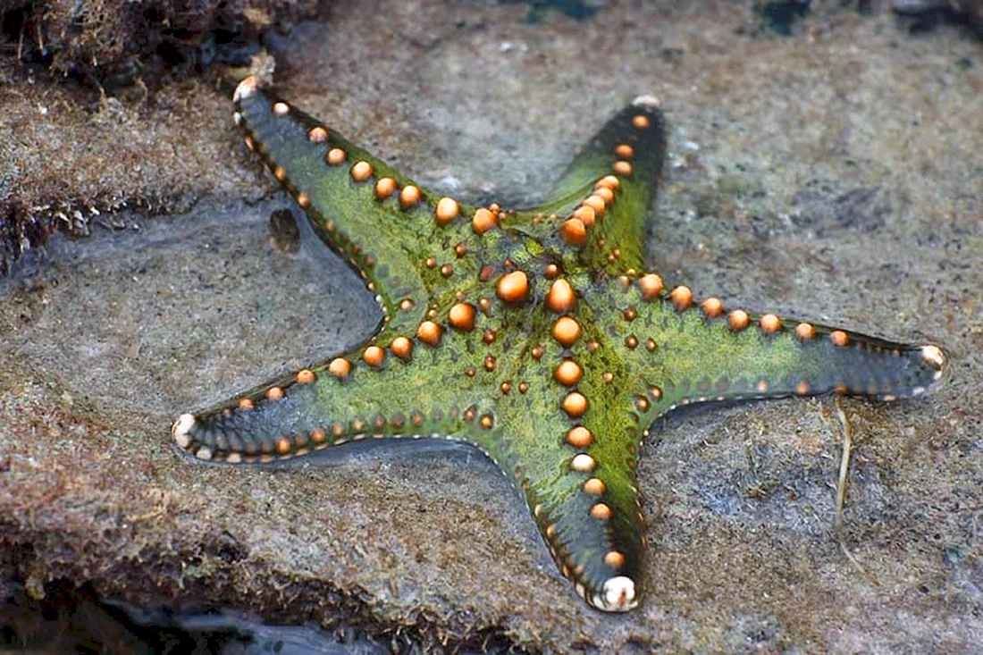 Солястер морская звезда