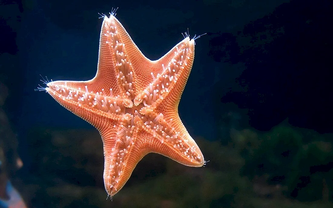 Солястер морская звезда