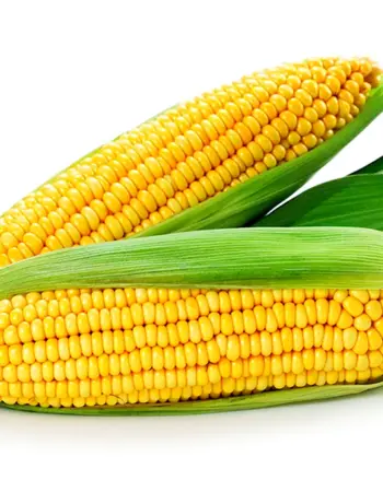 Сорт кукурузы Свитстар f1