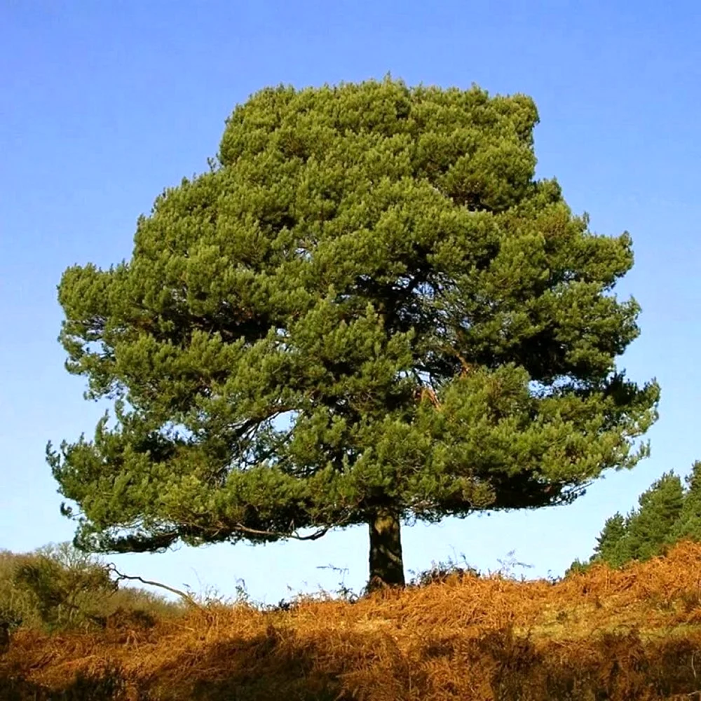 Сосна обыкновенная Pinus Sylvestris