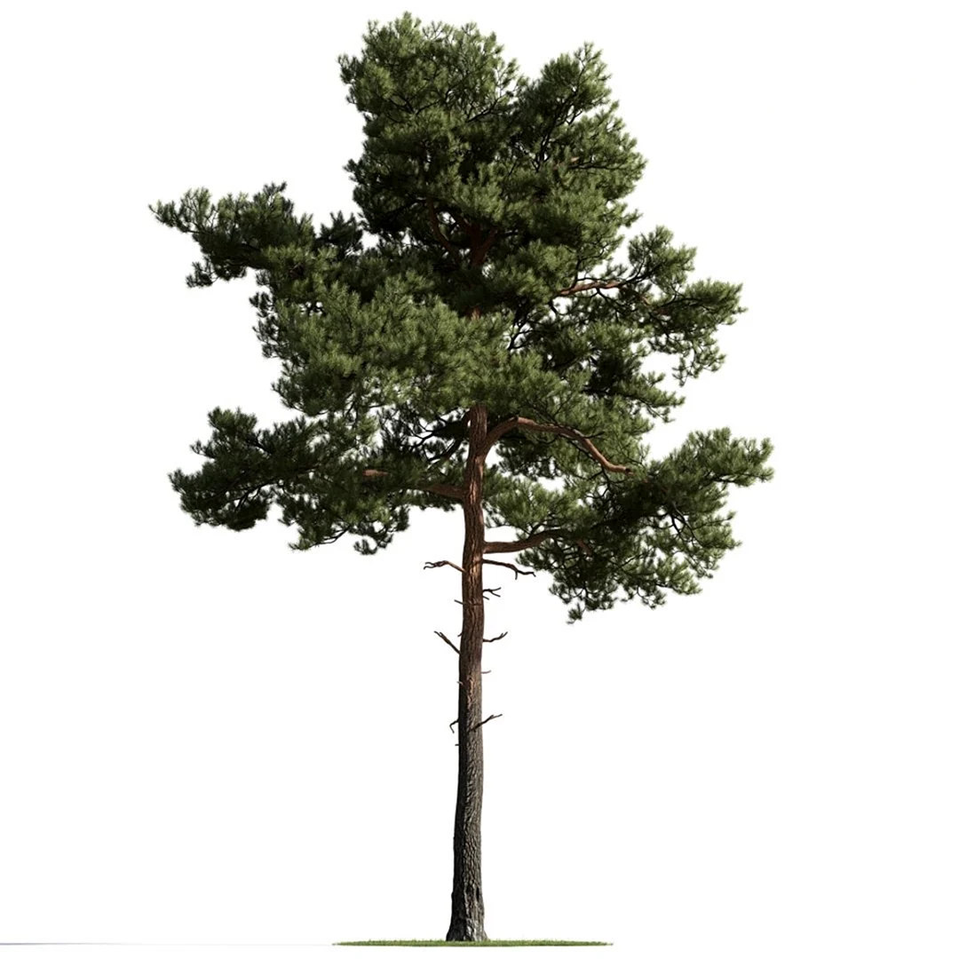 Сосна Пиния Pinus pinea штамб