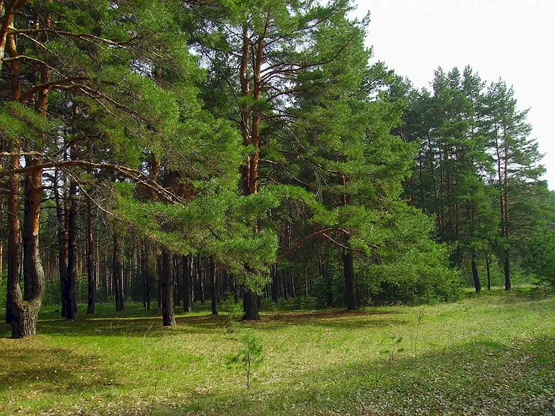Сосновый Бор Самарская область