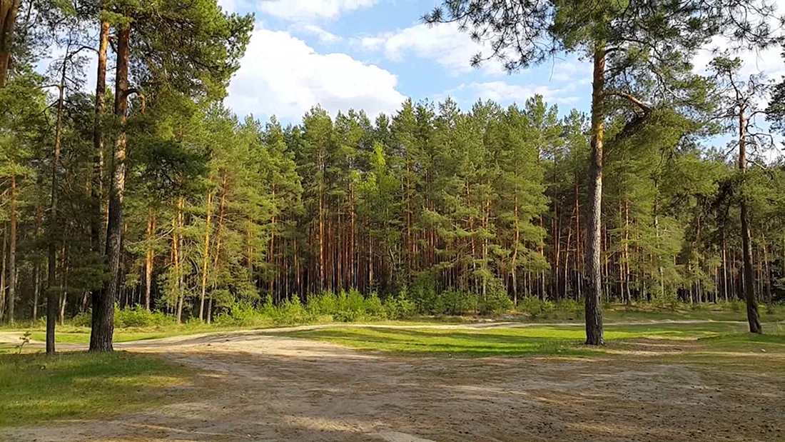 Сосновый лес Хабаровск