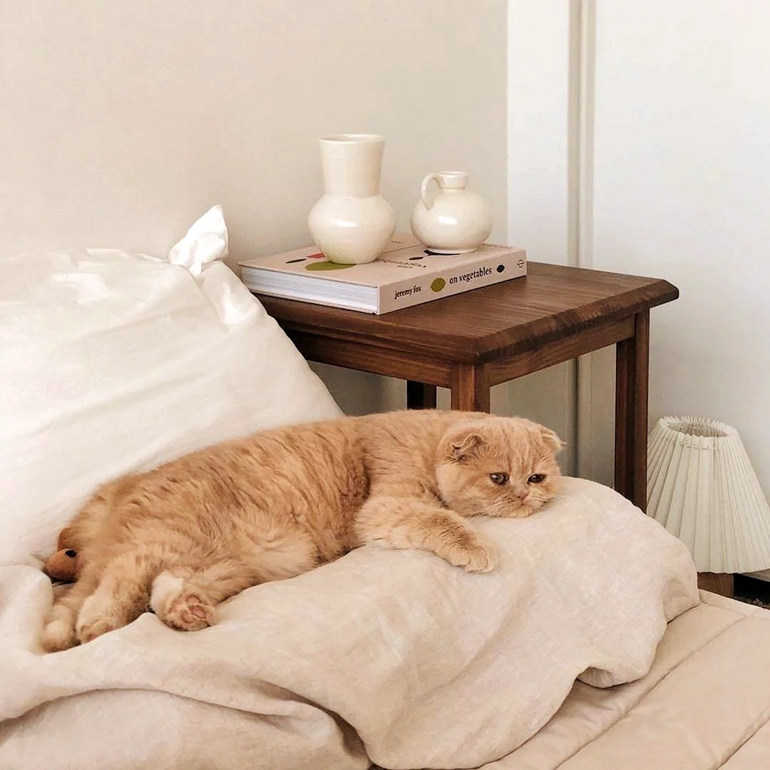 Спящий кот