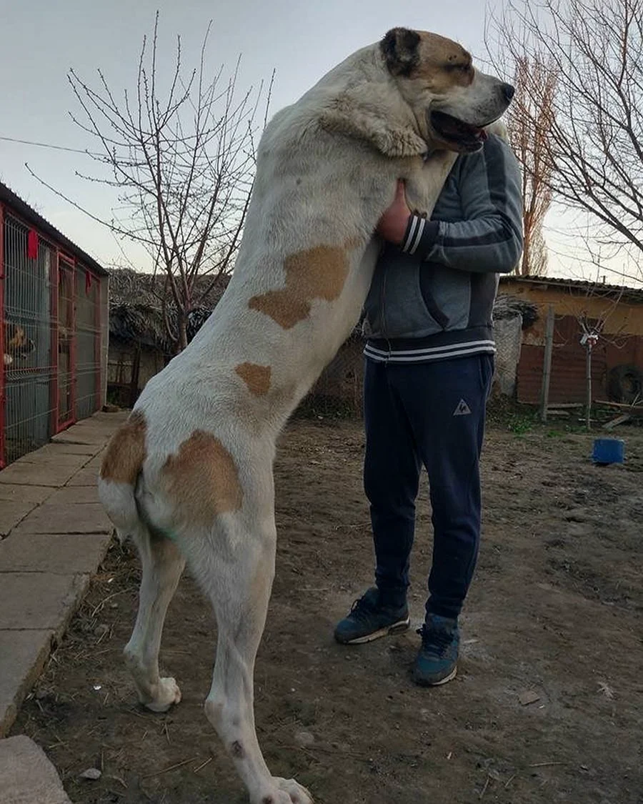 Среднеазиатская овчарка бульдозер