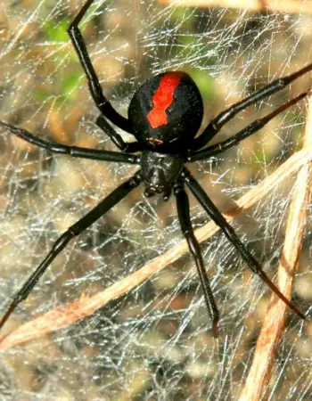 Стеатода черная паук