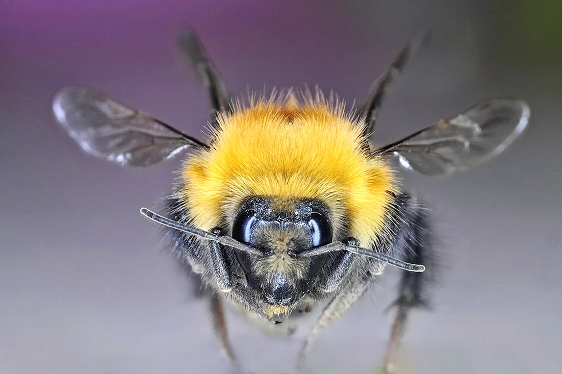 Степной Шмель Bombus fragrans