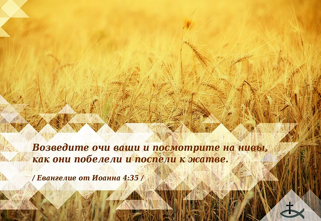 Стихи из Библии на Жатву