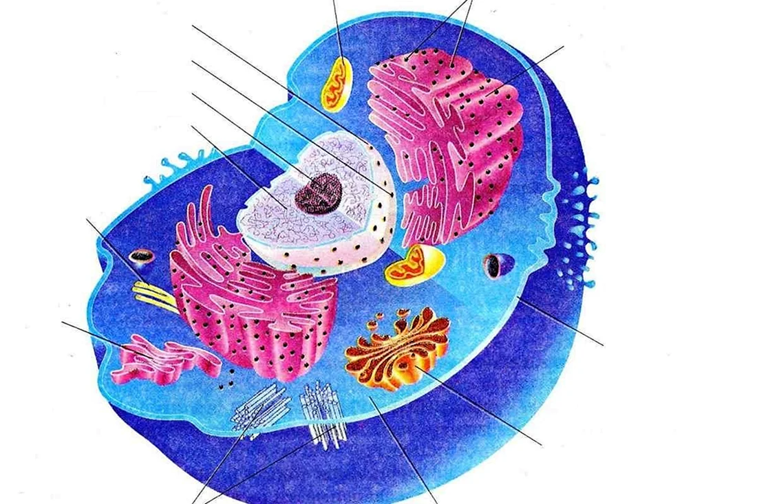 Строение эукариотической клетки цитология