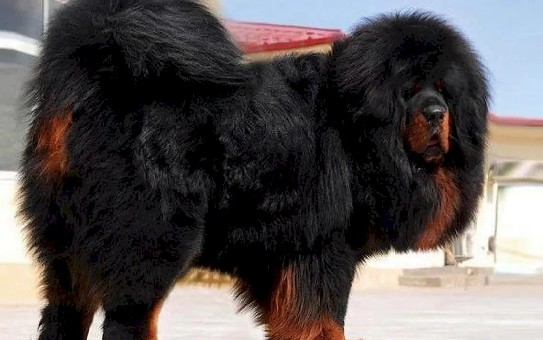 Тибетский мастиф