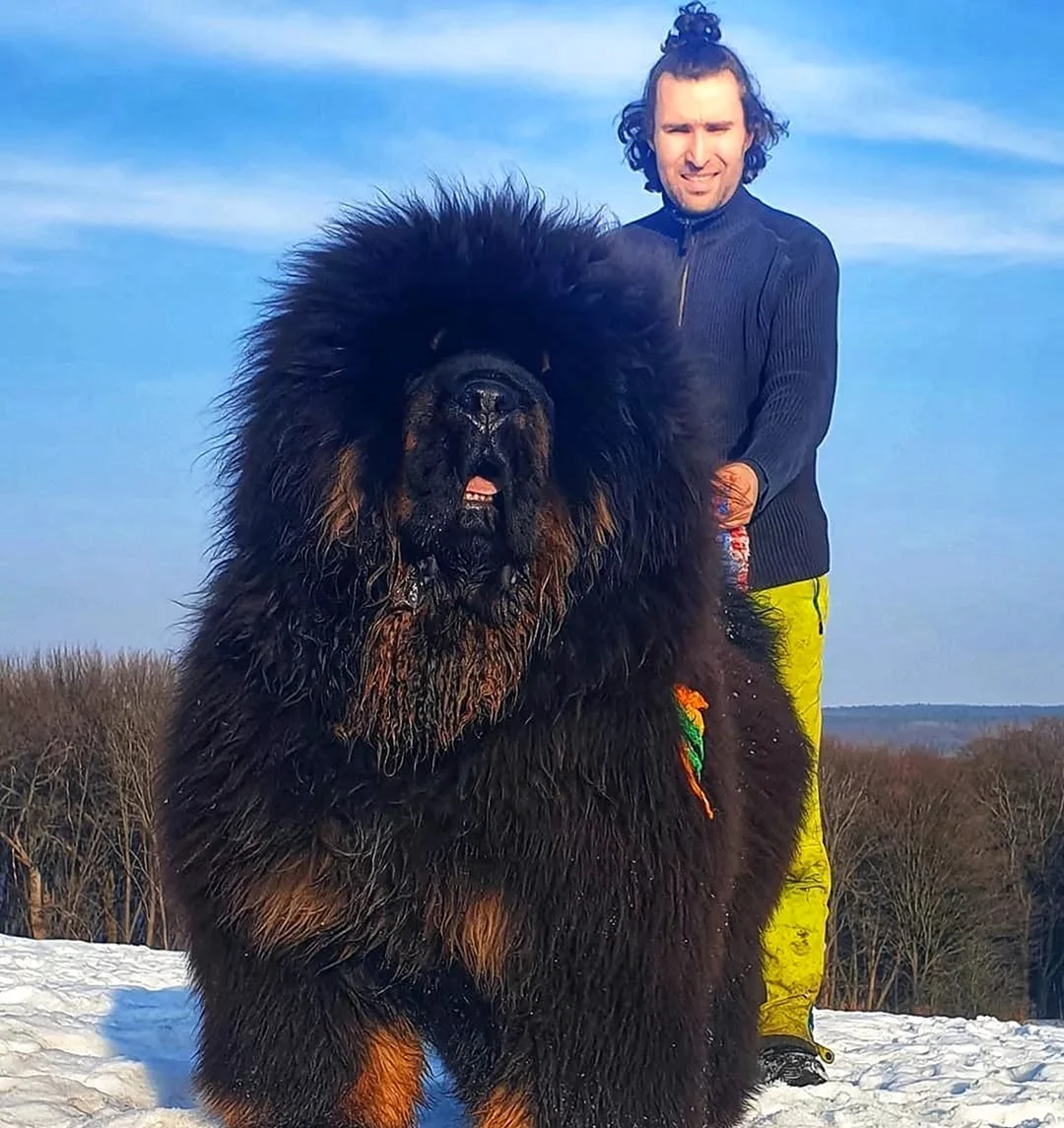 Тибетский мастиф