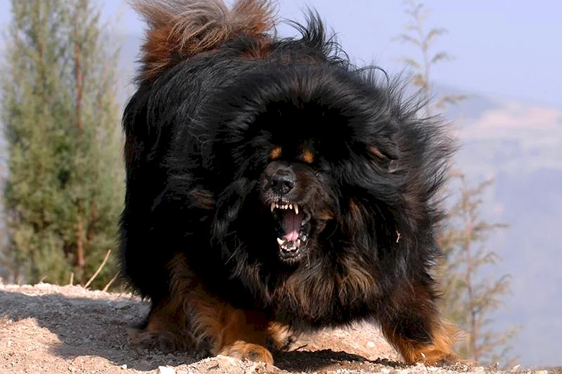 Тибетский мастиф