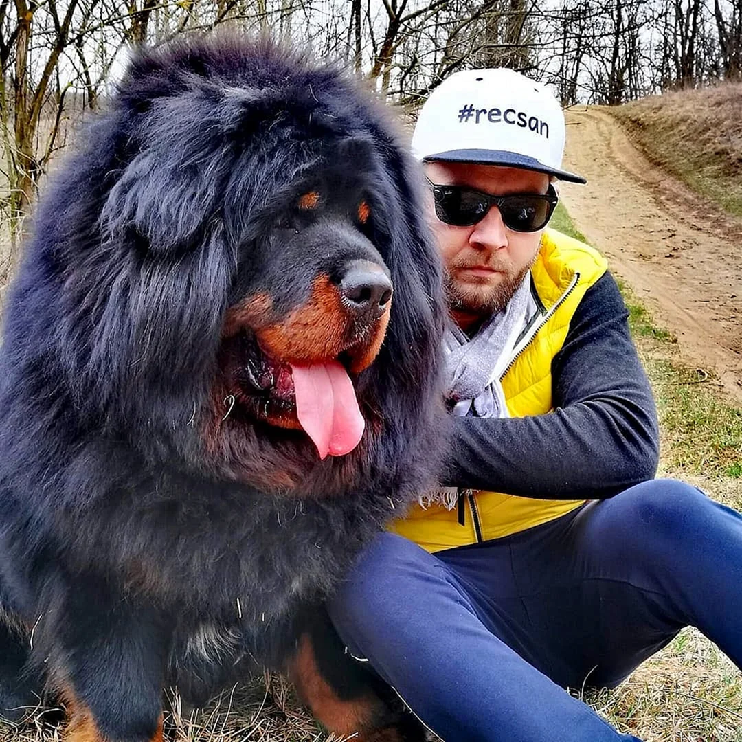 Тибетский мастиф великан