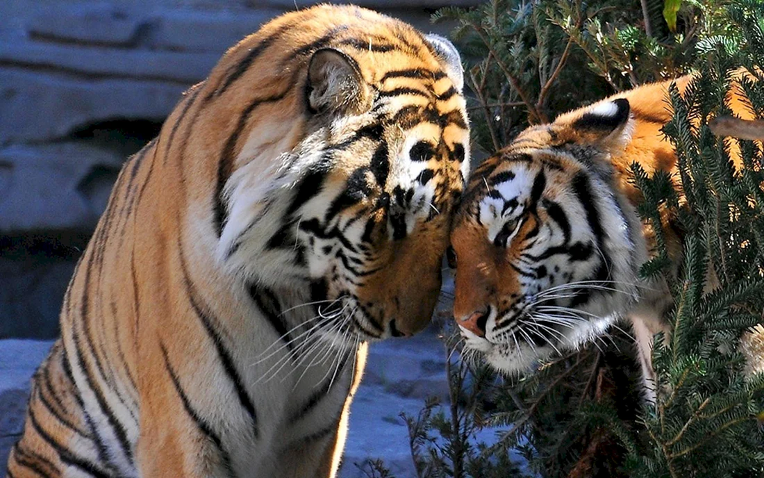 Тигр и тигрица любовь