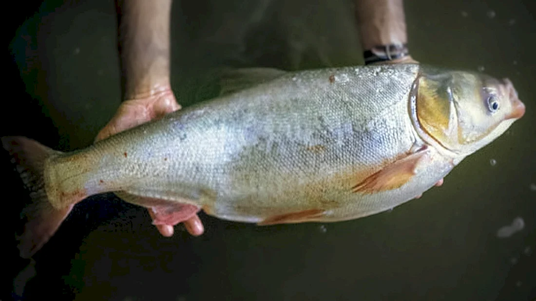 Толстолобик Hypophthalmichthys