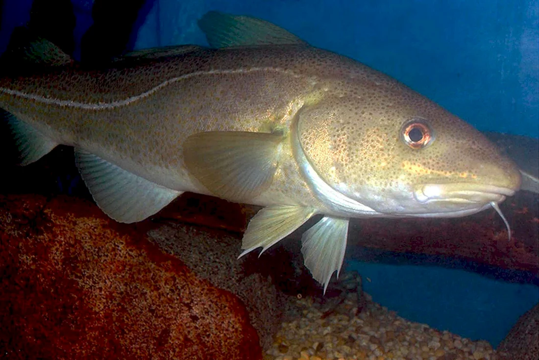 Треска gadus morhua