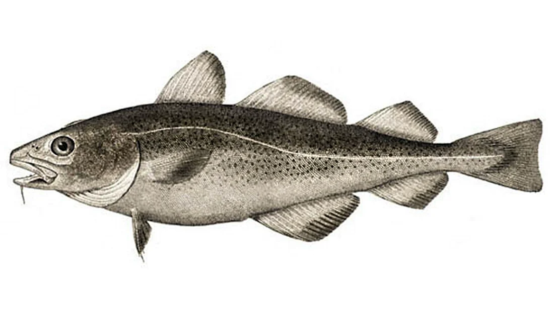 Треска gadus morhua
