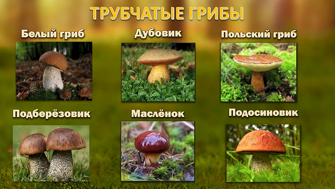 Трубчатые ядовитые грибы названия
