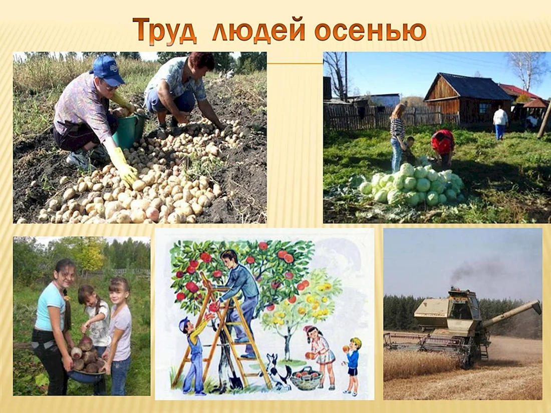 Труд людей осенью