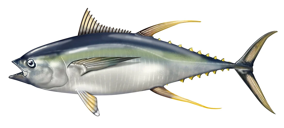 Тунец Bluefin