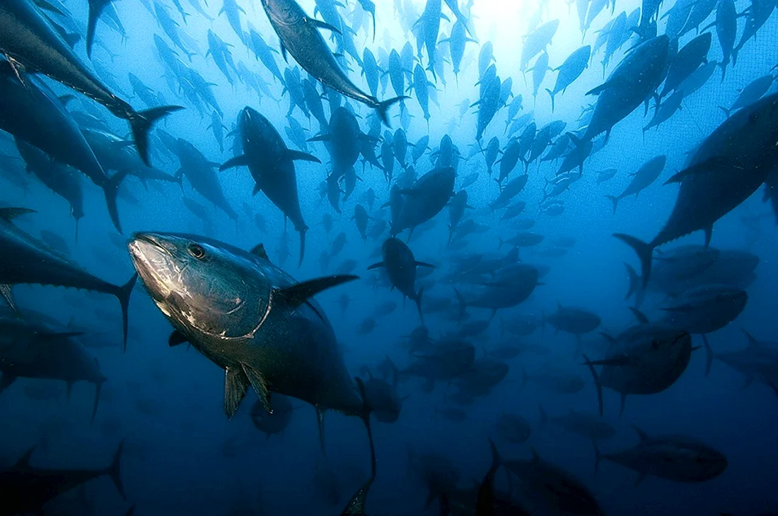Тунец Bluefin