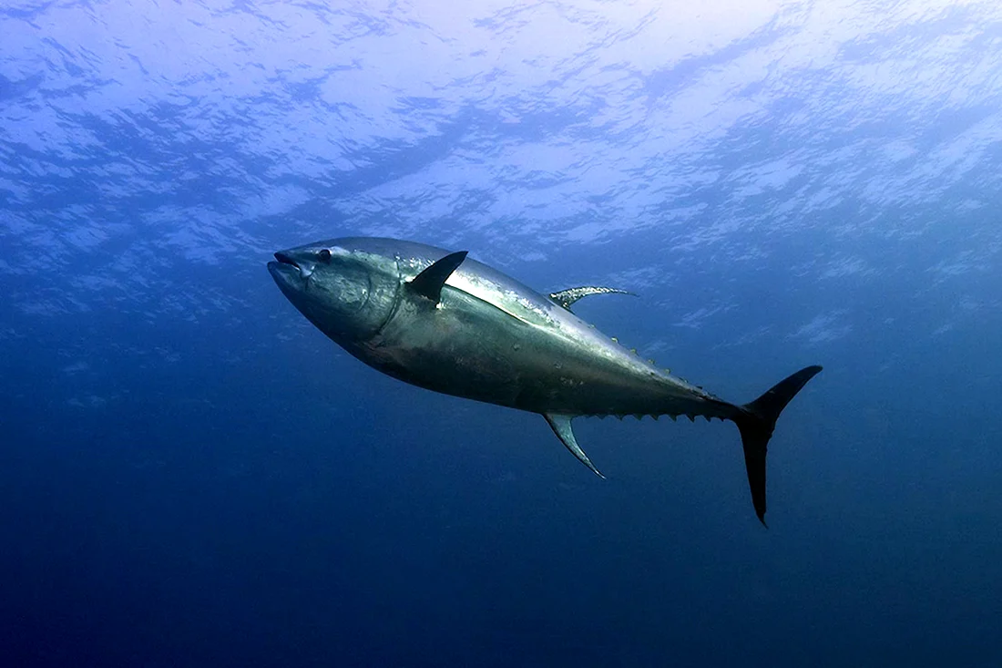 Тунец Bluefin